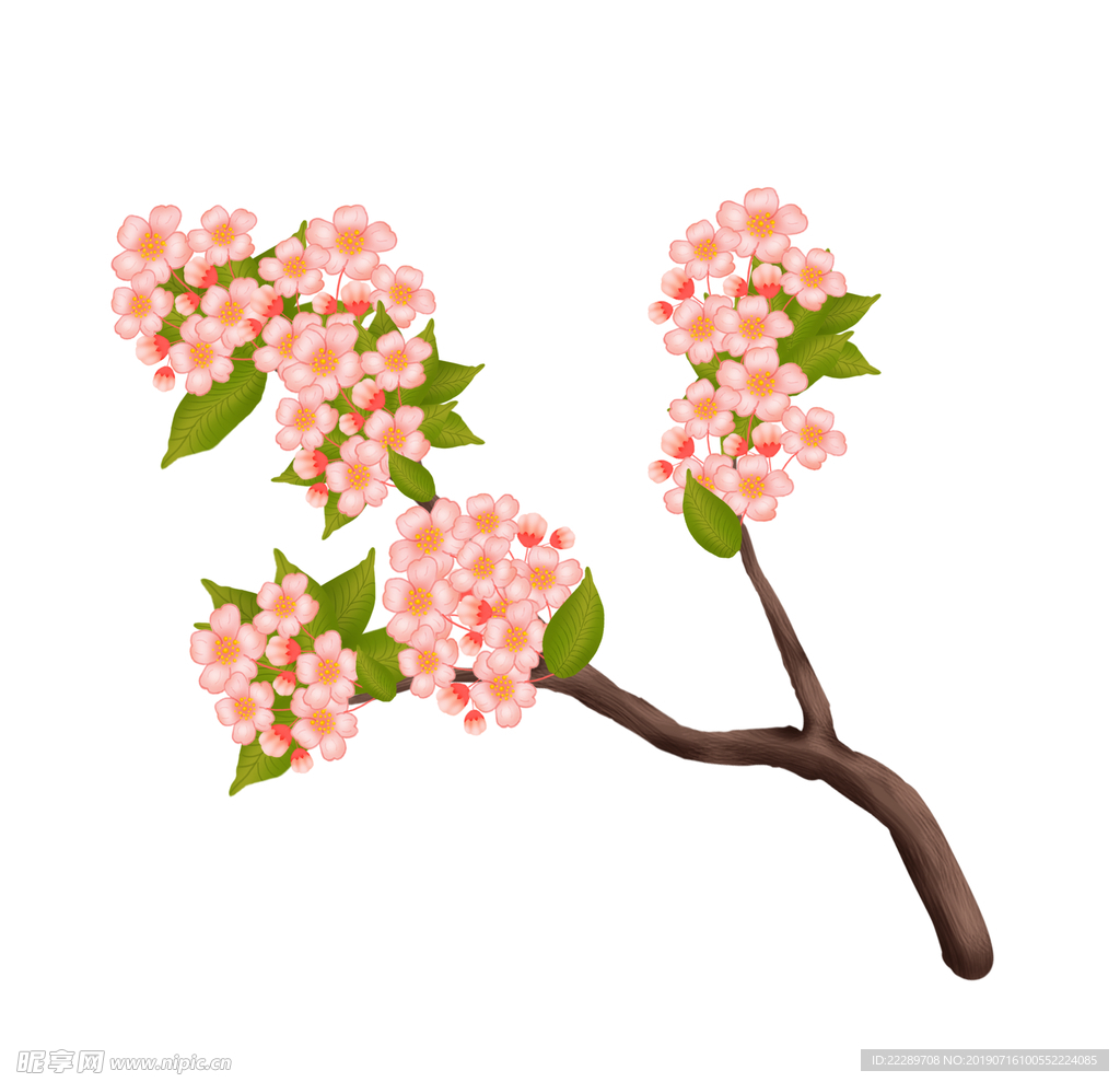 實物櫻花