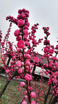 櫻花
