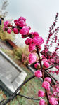 櫻花