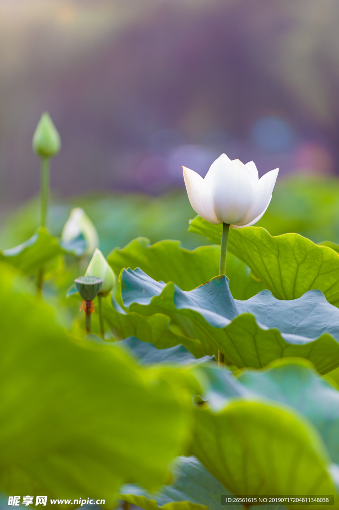 白蓮花
