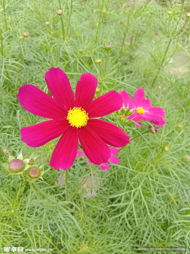 花卉 波斯菊
