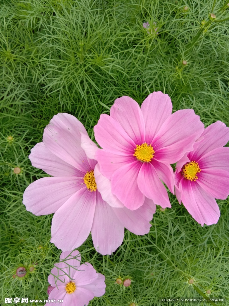 花卉 波斯菊