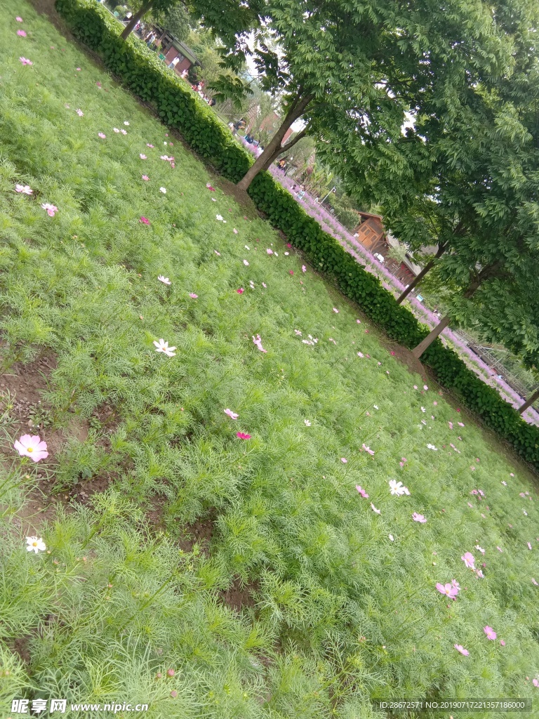 花卉 波斯菊