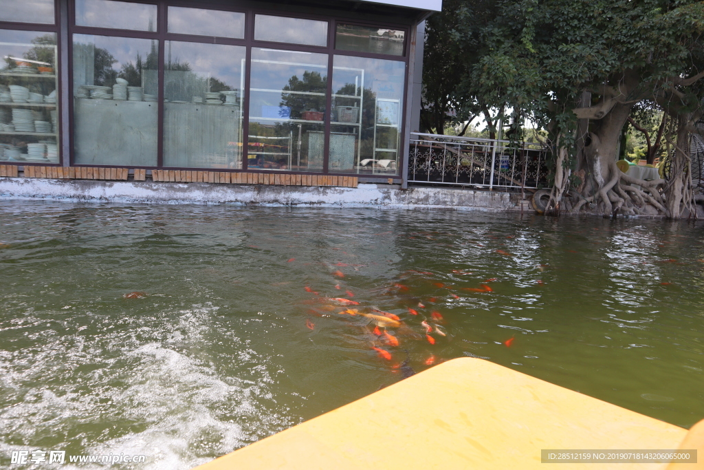 魚照片元素海報小金魚河魚