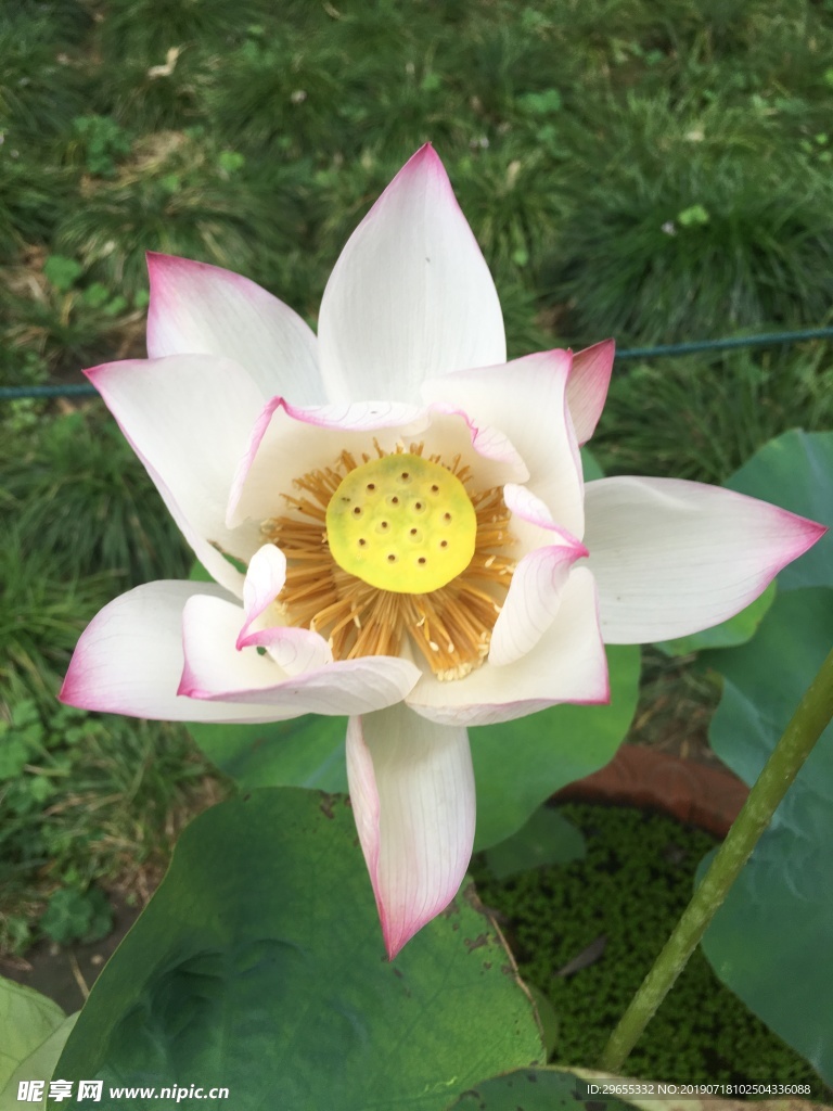 荷花圖
