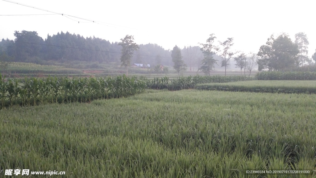 夏季農村