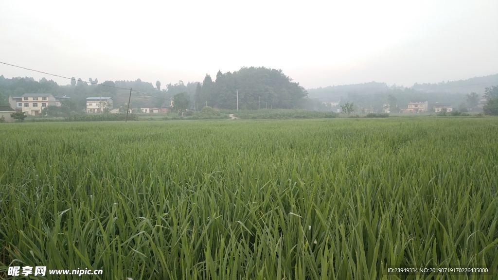 秧苗