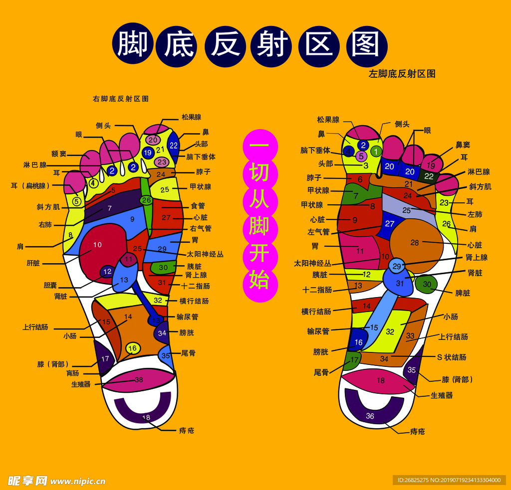 腳底反射圖