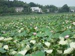 荷花池