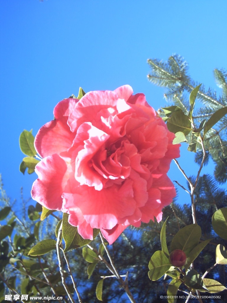 山茶花