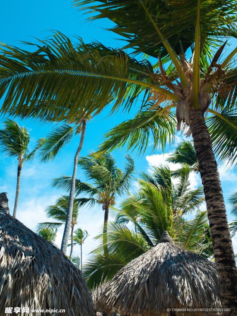 热带雨林椰子树蓝天白云