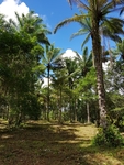 夏热带雨林椰子树