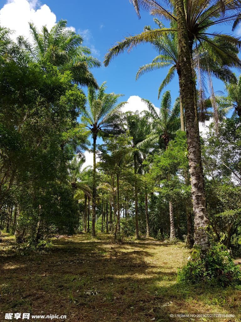 夏热带雨林椰子树