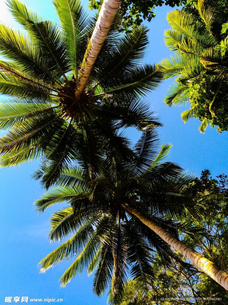 椰子树蓝天热带雨林
