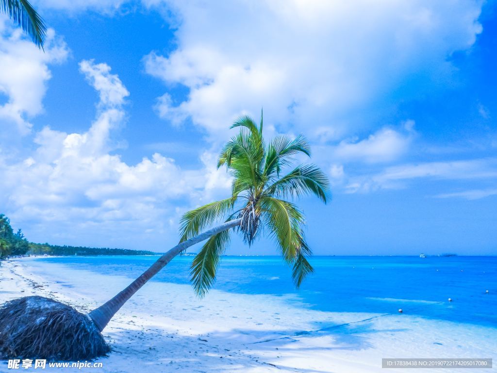 蓝天白云海边椰子树