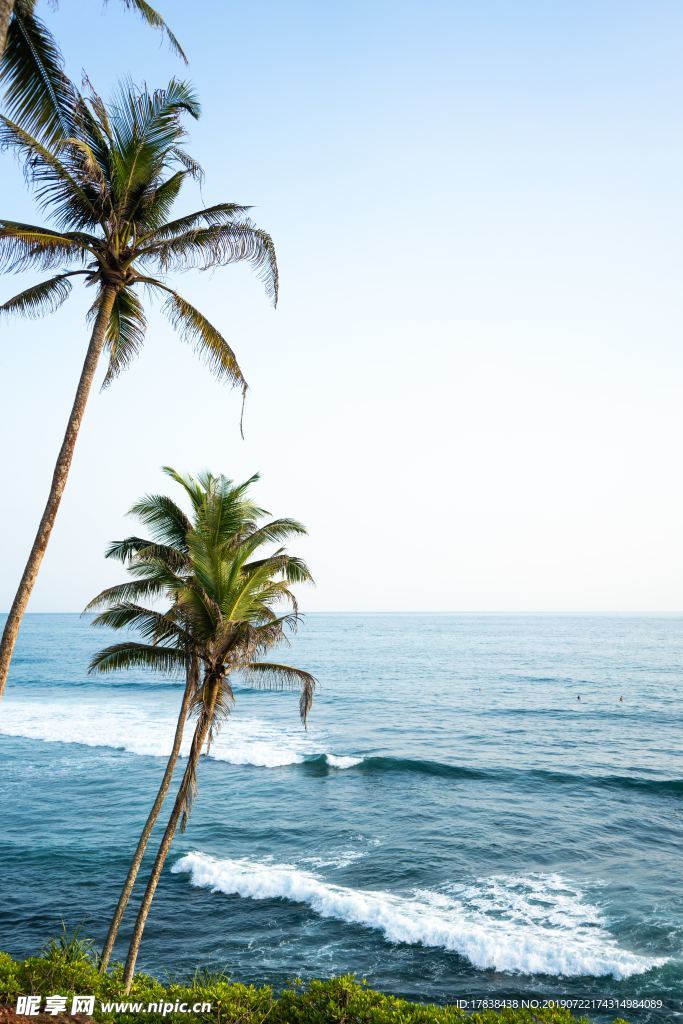 大海海边风景椰子树