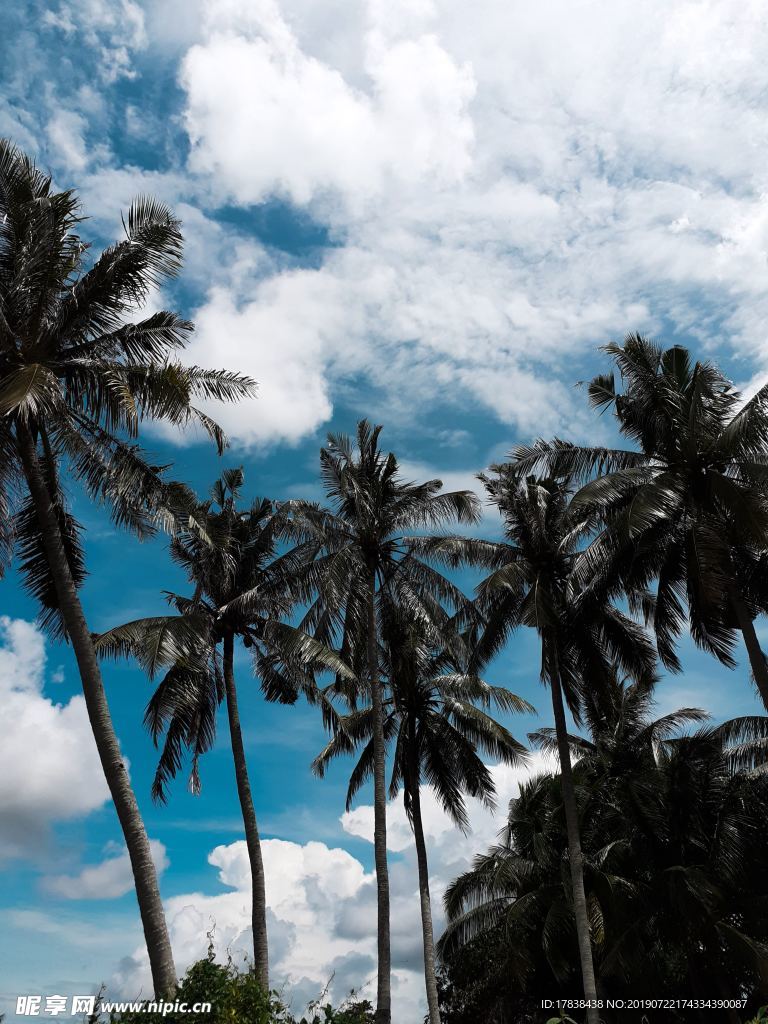蓝天白云热带雨林椰子树