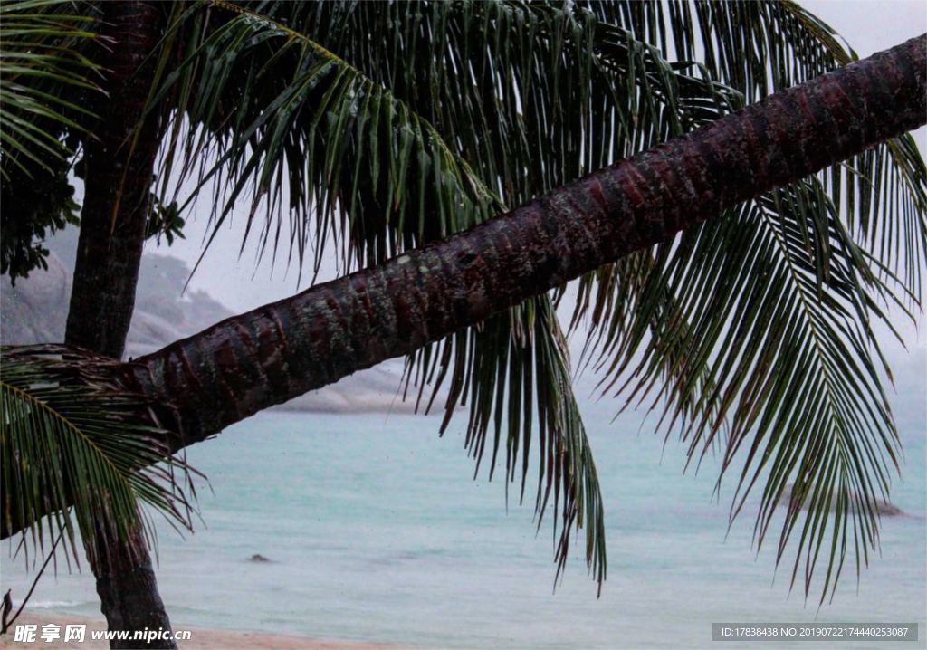 夏天海边沙滩椰子树