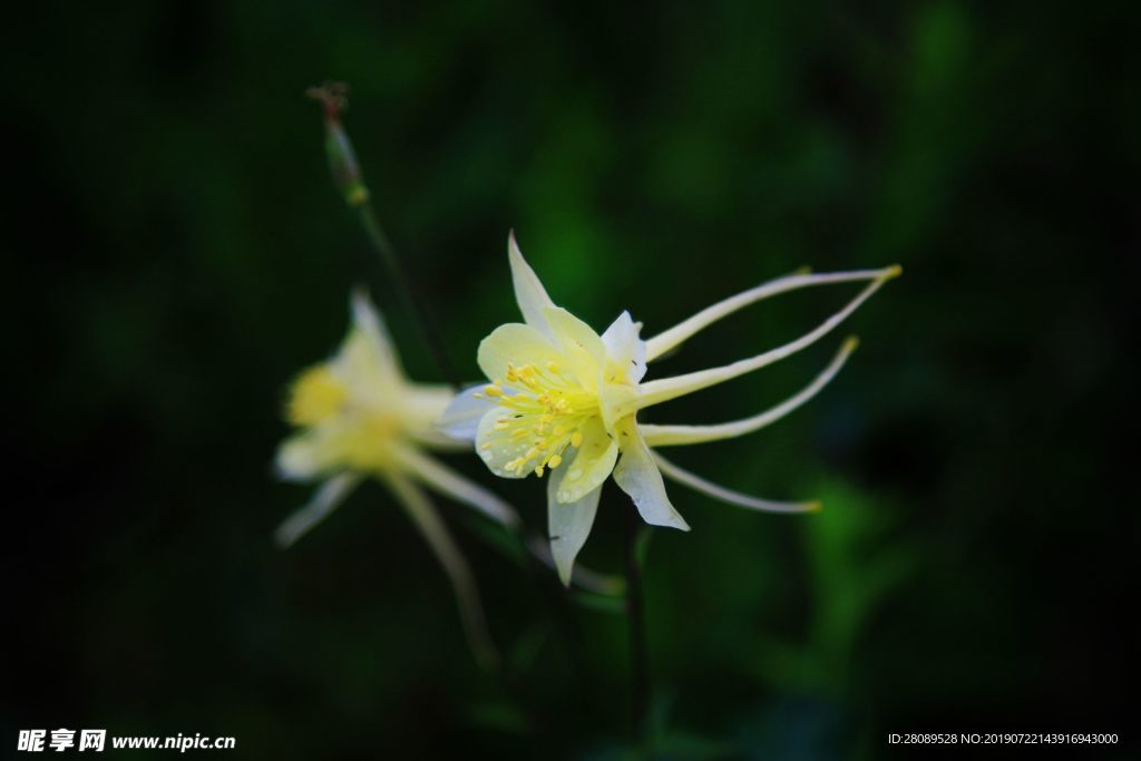 花都