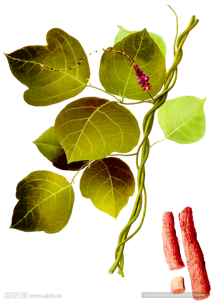 葛根
