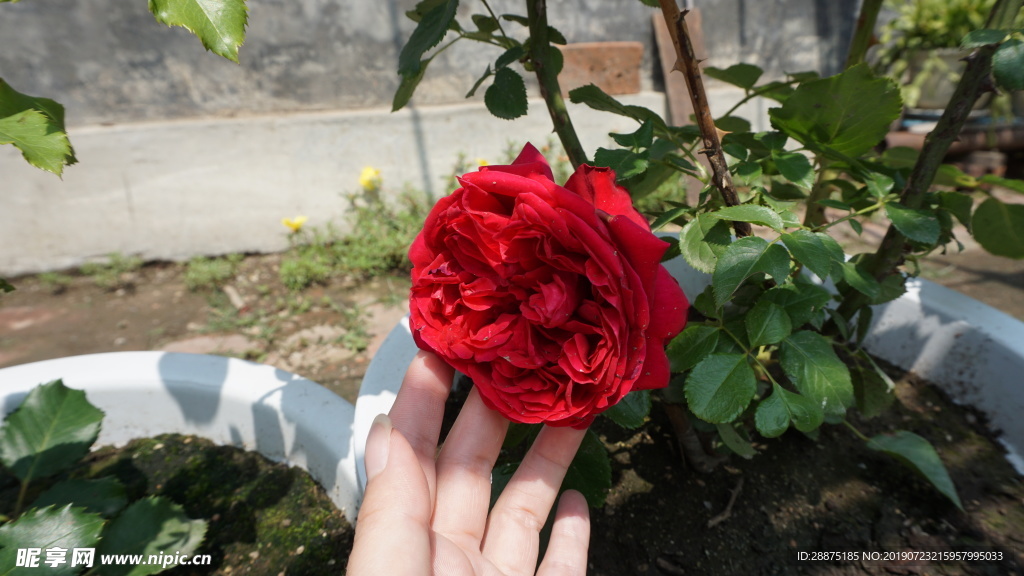 鮮花