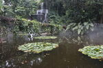厦门植物园热带雨林区瀑布