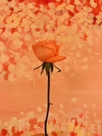 玫瑰花素材背景画面