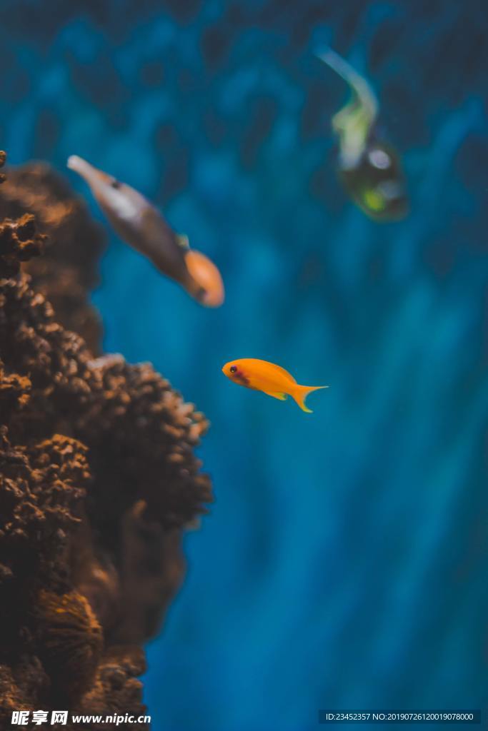 深海魚