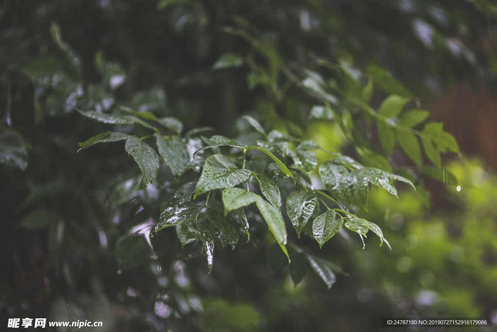 下雨天樹葉