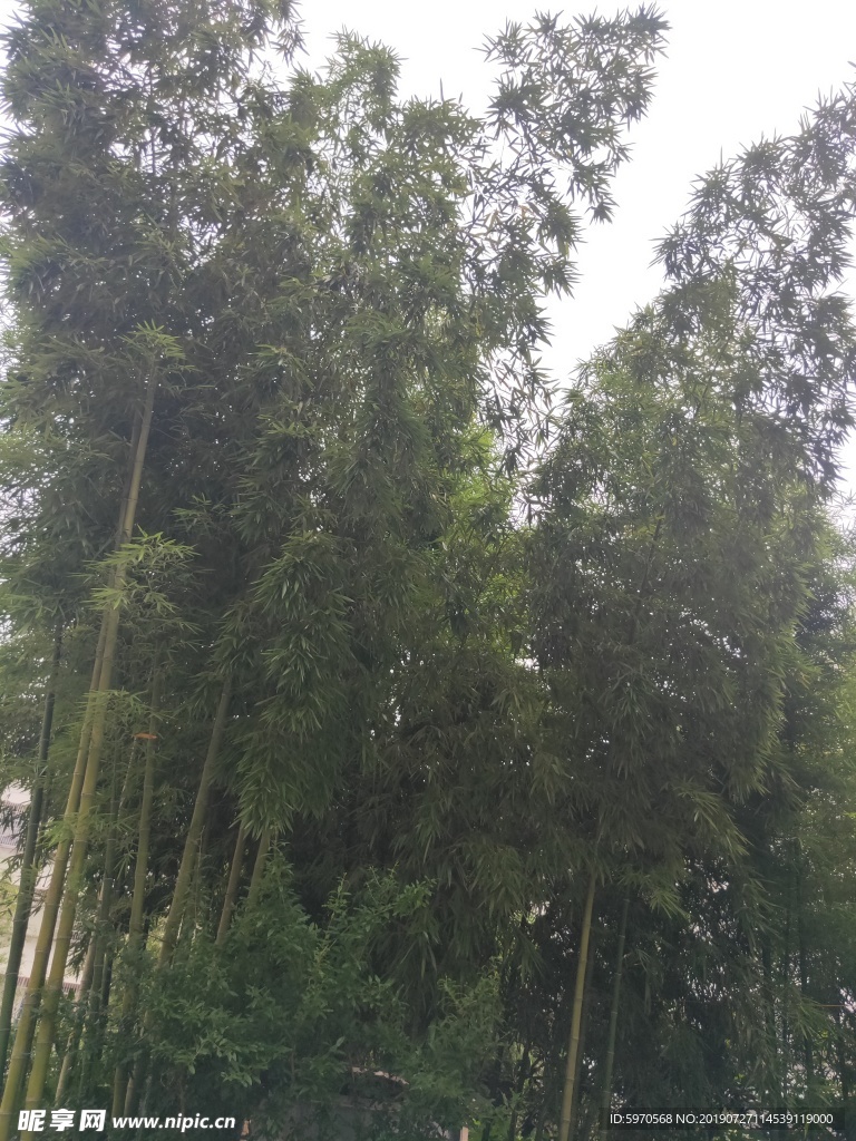 竹樹