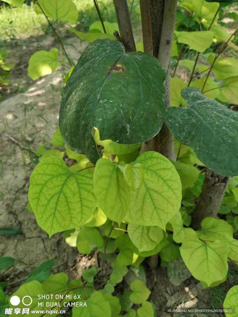 紫荊