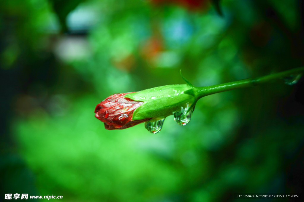 紅色花骨朵露水