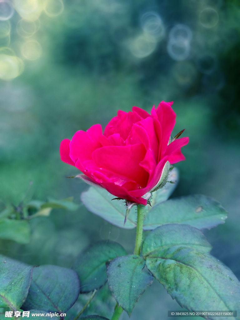 月月花