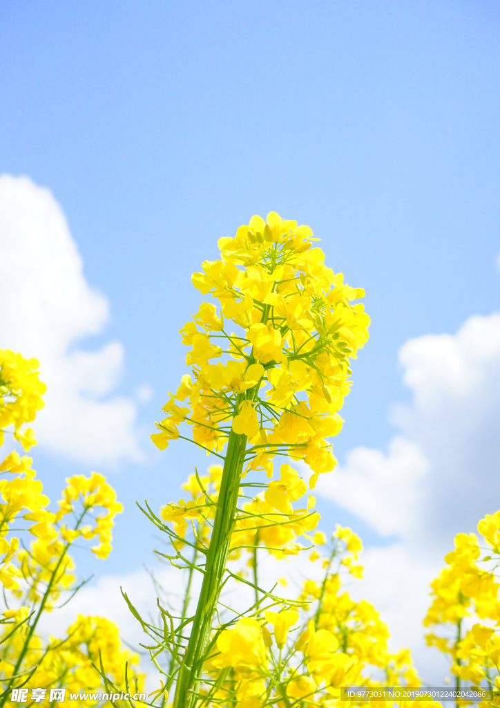 油菜花