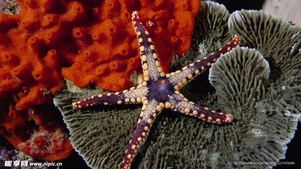 海星海底生物圖片
