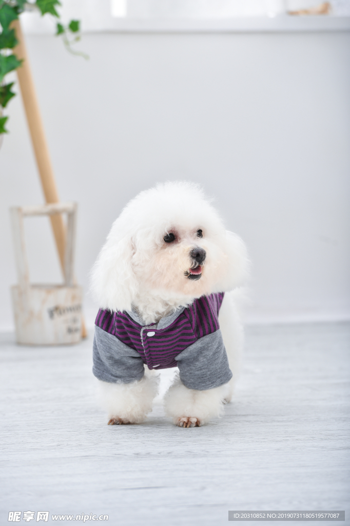 狗 寵物