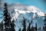 杉树  雪山  山峰  冬天