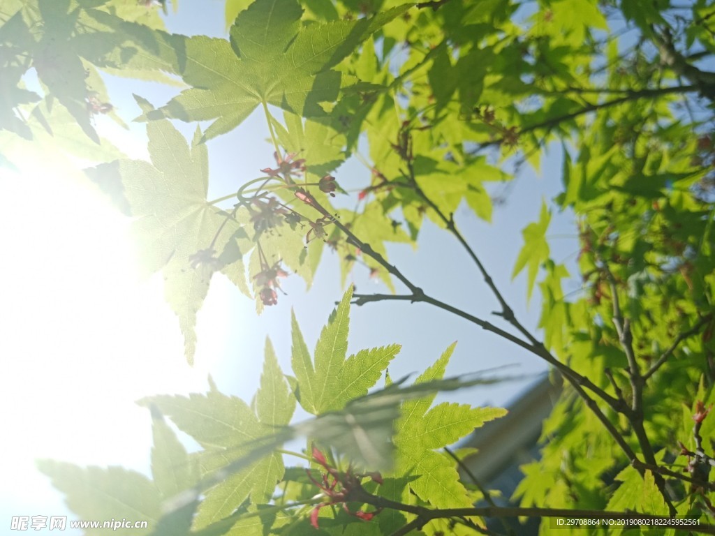 逆光美