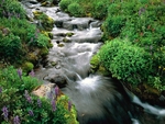 自然 绿色 溪流 小溪 景色