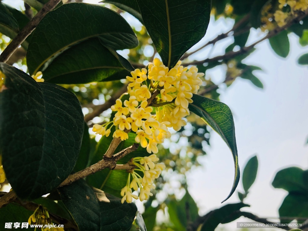 桂花