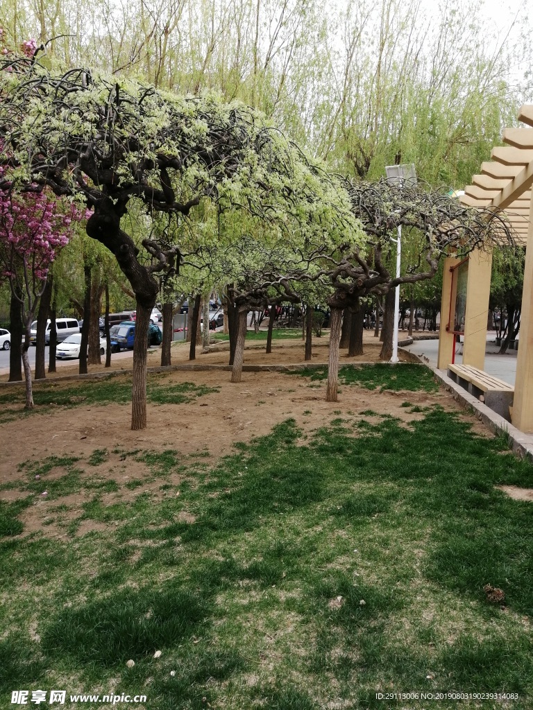 公園綠植