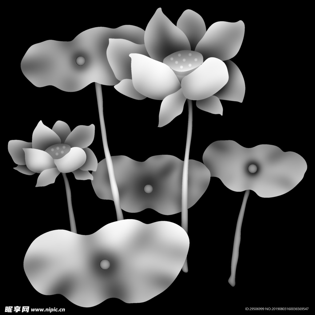 荷花