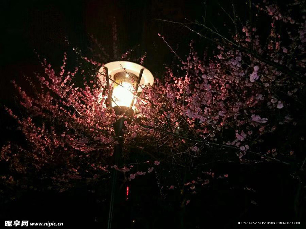 梅花路燈