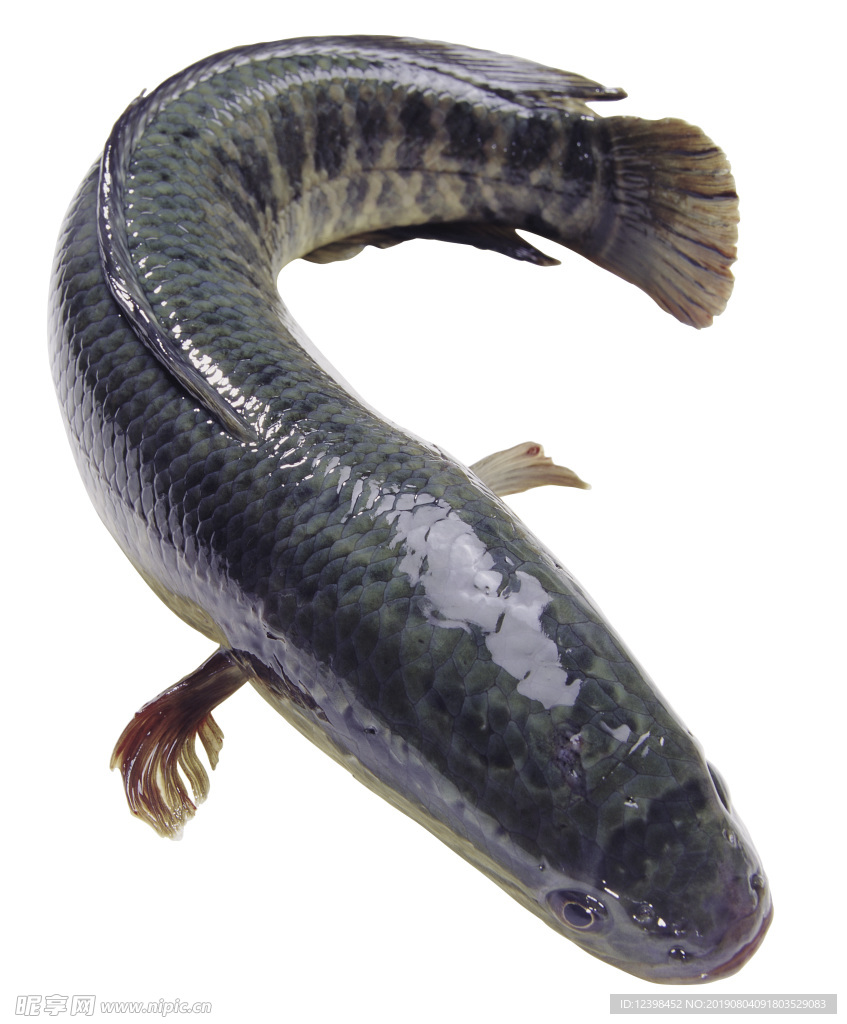 烏魚