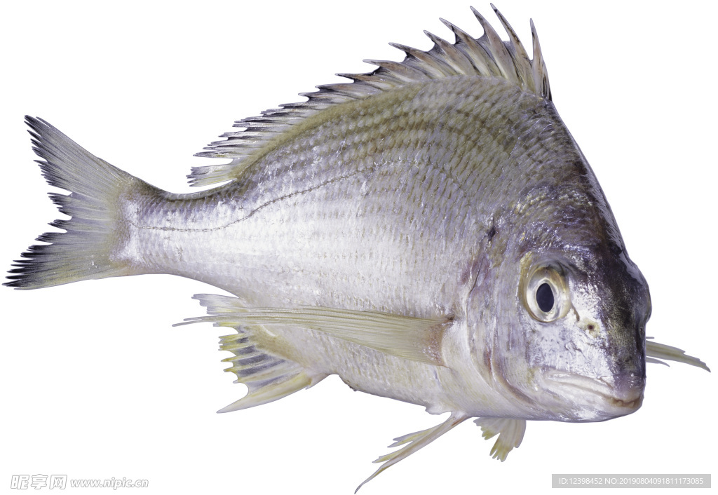 海魚
