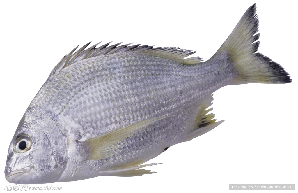 海魚
