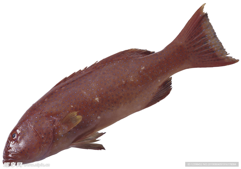 紅海魚
