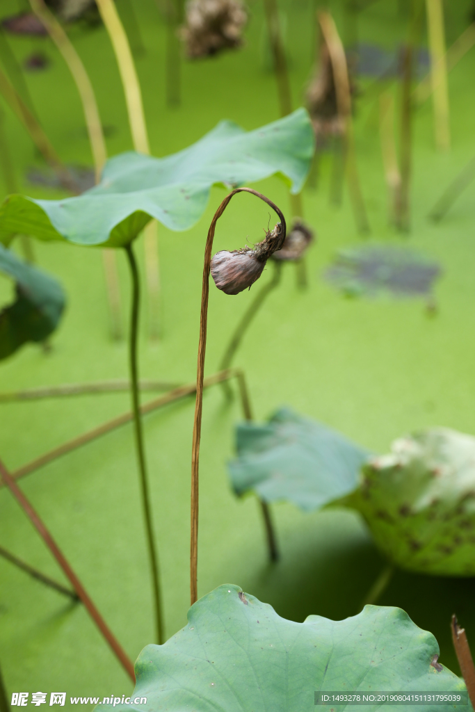 荷