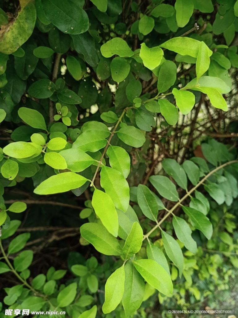 綠色植物背景 藤蔓  盆栽