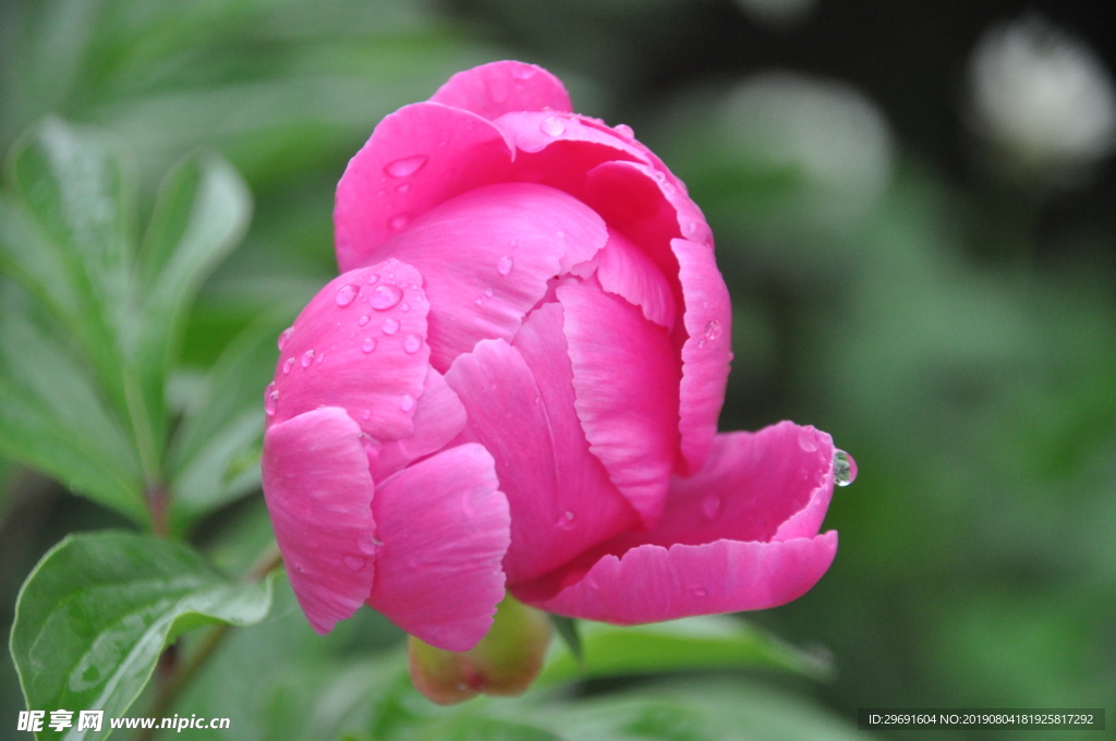 雨后芍藥
